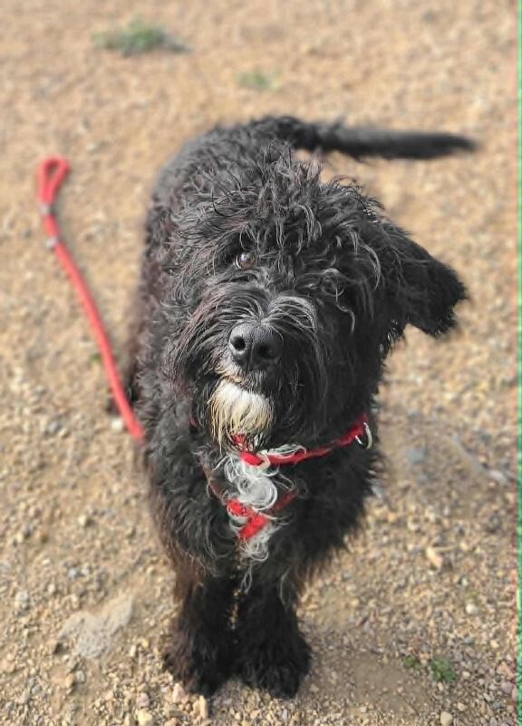 Picture of the Animal Listed